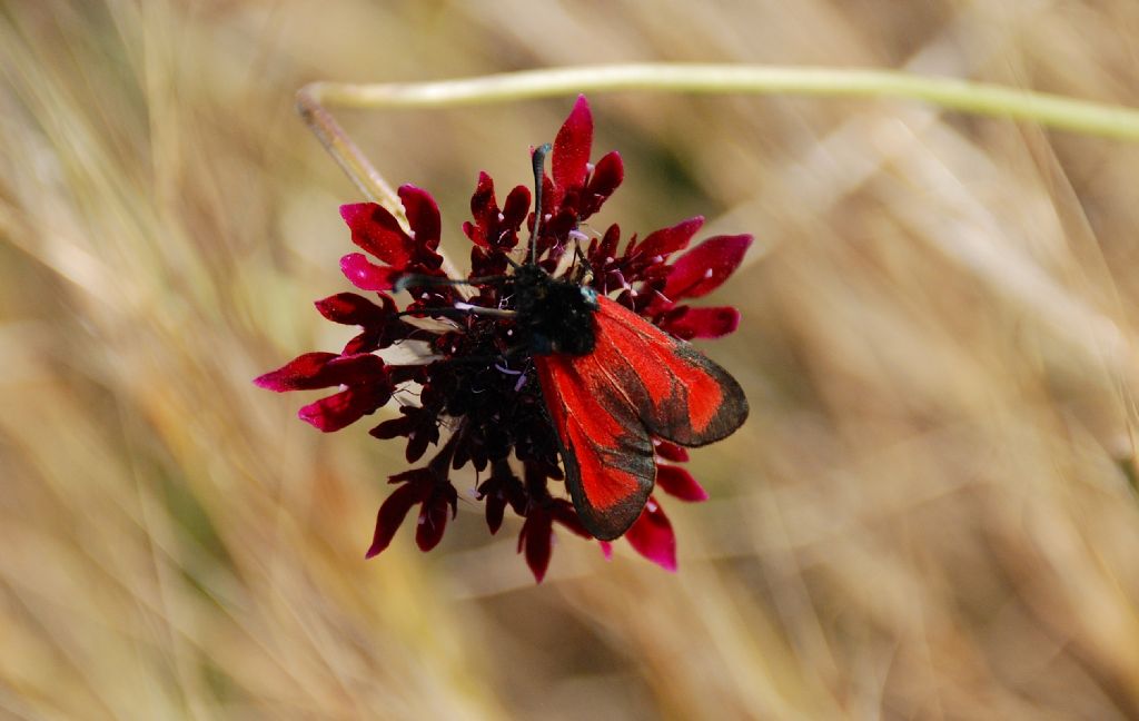 Mesembrynus erythrus